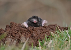 Molehill